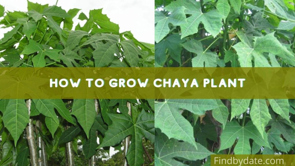 how to cook chaya leaves