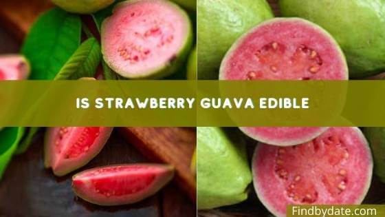 strawberry guava