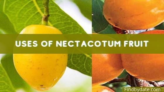 Nectacotum fruit