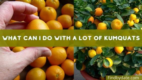 Fukushu Kumquat fruit