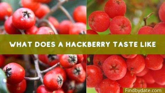 Hackberry Fruit