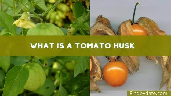 tomato husk fruit
