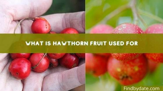 hawthorn fruit