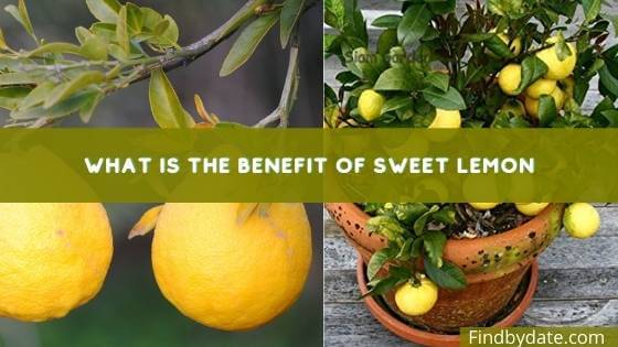 Sweet lemon 