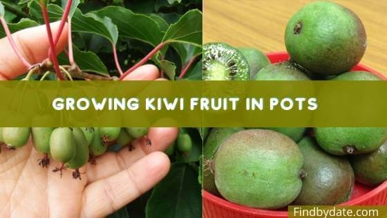 Hardy Kiwi Fruit